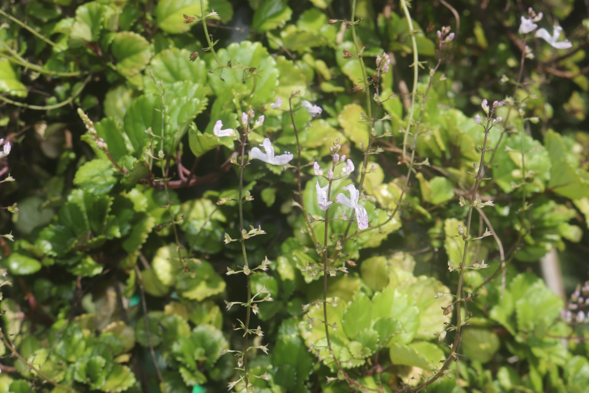 Plectranthus verticillatus (L.f.) Druce